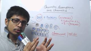 Chromosome chromatin and chromatid [upl. by Redmond]