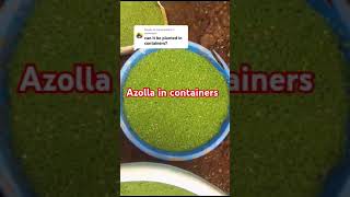 Azolla farming in containers [upl. by Schouten]