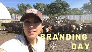 BRANDING amp CASTRATING CATTLE at the OZ Ranch [upl. by Noakes605]