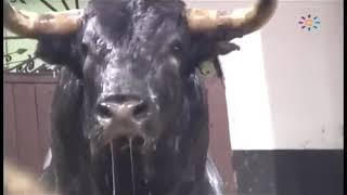 Toro de lidia Miura en los corrales de Sevilla España [upl. by Glick]