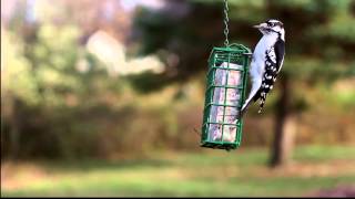 Suet Feeder Trafffic White Breasted Nuthatch and Downy Woodpecker [upl. by Nyrraf830]