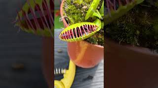 How Many Flies Can a Venus Flytrap Eat [upl. by Ahteral531]