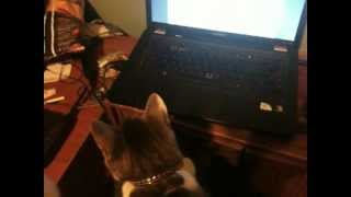 My cats reaction to quotMeow Mixquot by Cyriak [upl. by Shuma881]