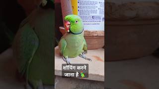 जाना है शॉपिंग करने 🦜🦜🦜parrottalking greenparrot parrot shortsyoutube [upl. by Aneeb]