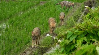 অনেকদিন পর মাঠে এসে কি কি দেখলাম [upl. by Rezeile]