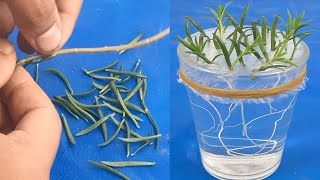 How to grow portulaca plant from single leaf in water  single leaf portulacaShorts [upl. by Eilla]