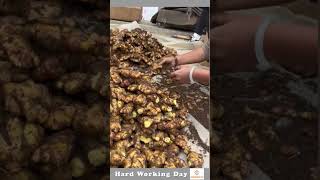 Hard Working Day 299 Process Of Extracting Ginger Root [upl. by Phares]