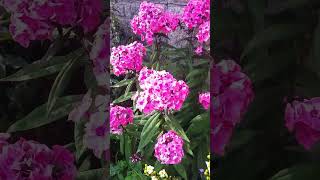 My Suffolk Cottage Garden on the Cusp of August [upl. by Ronald498]