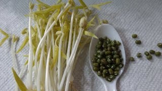 How to Grow Mung Bean Sprouts  Cheap Easy Method [upl. by Okorih651]