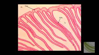 ORGANISM SLIDE Coprinus [upl. by Vallie]