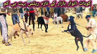 Original kohati gultair vs famous bully Kutta  Kohat dog mandi best video [upl. by Sacram]