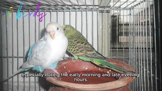 how do you know when budgies are mating [upl. by Kahcztiy]