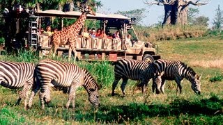 Kilimanjaro Safari Disneys Animal Kingdom Disney World HD Gorgeous Pandavision [upl. by Eveivaneg]