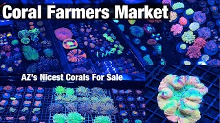 Arizona’s Biggest Coral Show  Coral Farmers Market 4K [upl. by Ecinnahs]