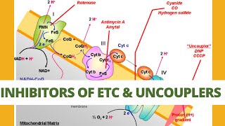 Inhibitors of ETC and uncouplers of Oxidative phosphorylation CSIR NET ICMR TIFR DBT BET [upl. by Aniger]