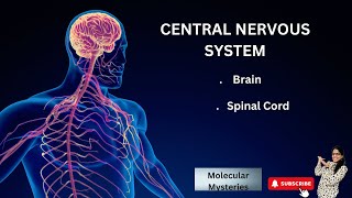 CENTRAL NERVOUS SYSTEM  BRAIN amp SPINAL CORD  PARTS OF BRAIN [upl. by Warder]