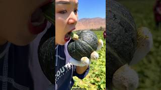 Beautiful Landscape of Pumpkin 🎃🎃 Farm  Sweet Pumpkin shorts satisfying youtubeshorts [upl. by Maffa]