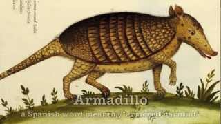 Texas Armadillo Song Aluminum Tadpole [upl. by Clarine293]