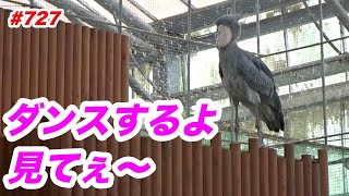 ちょっとだけダンスするよ💖dancing★掛川花鳥園★ハシビロコウふたば★No727★shoebill Futaba [upl. by Arammat]