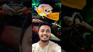 এমন বিরল ও অদ্ভুত মাছ আগে দেখিনি  Rare Aquarium Fish ornofpets [upl. by Etta]