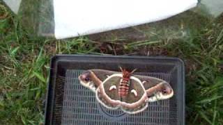 Releasing a Male and Female Cecropia Moth [upl. by Hnahc]