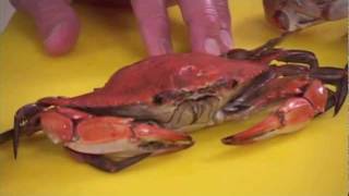 How to clean Blue Crab by Captain Vincent Russo Part 1 of 2 [upl. by Juna445]