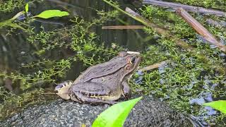 물 속으로 뛰어드는 참개구리 암컷 서울 둔촌동 습지 Blackspotted pond frog Seoul South Korea [upl. by Egap]