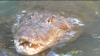 Crocodile 🐊 caught the fish  Zoo [upl. by Trotta504]