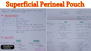 Superficial Perineal Pouch  Perineum 66 [upl. by Hunter]