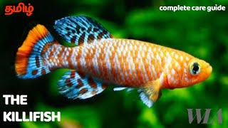 KILLIFISH  COMPLETE CARE GUIDE IN தமிழ்  WLA [upl. by Helaine]