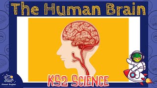 The Brain  KS2 Science  STEM and Beyond [upl. by Ailahtan]