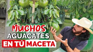 ¿Cómo tener un AGUACATE o PALTA en MACETA Cuidados y consejos [upl. by Enirehtahc367]