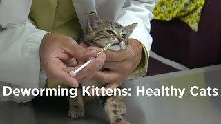 Deworming Kittens How to have a Healthy Cat [upl. by Anoblav781]