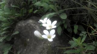 Meadow saxifrage [upl. by Ociredef781]