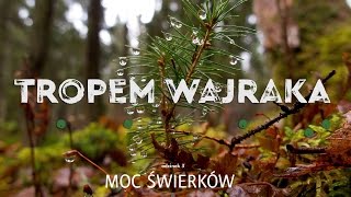 Tropem Wajraka  Moc Świerków  Spruce Power [upl. by Shirberg]