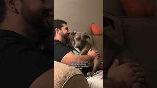 When someone says pit bulls are dangerous dogshorts pitbullsofficial pitbulllove rescuedog [upl. by Inoliel]