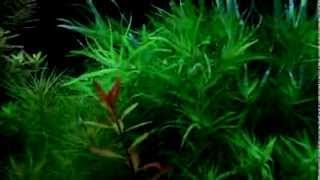 Heteranthera zosterifolia  aquatic plants guide [upl. by Ddahc]