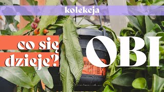 🛒🌱 Półki śmierci  słowo klucz  Przegląd OBI  Czy jestem peperomiarą [upl. by Bengt]