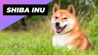 Shiba Inu 🐕 From Japan with Love [upl. by Butte928]