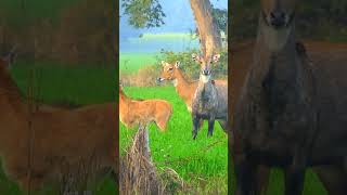 Nilgai Ka Video animals nilgaijumping nilgai wildlife jungle villagelife sainadi [upl. by Leibrag]