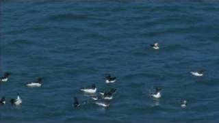 Puffins with raft of Razorbills [upl. by Falo12]