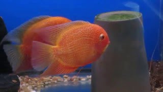 Severum Super Red Severum Reproducción Breeding  Severum Red Spot Spawning [upl. by Felicia637]