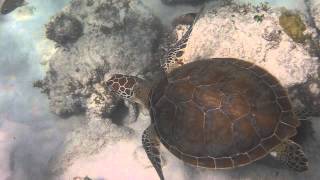 Turtle Malmok Beach Aruba [upl. by Lerraj]