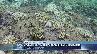 Bleached coral shows signs of recovery [upl. by Zima]