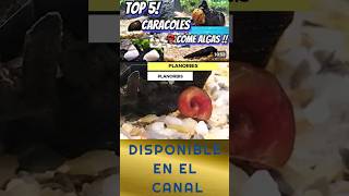 LA MALACOLOGÌA en ACUARIOS ■ TOP 5 CARACOLES ANTIALGAS aquarium planorbis snail [upl. by Waine]