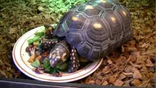 Redfoot Tortoise Care amp Housing HD 720p [upl. by Bradlee]