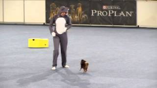 Freestyle Dog Dancing  Tom amp Jerry  Vanda Gregorova amp Enrisa Orlen [upl. by Liatris]