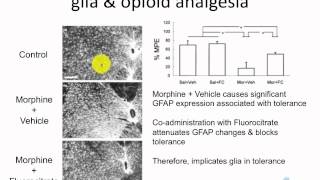 15c Glia  Neuroimmunopharmacology of opioids [upl. by Sola295]