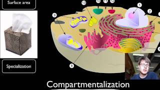 Compartmentalization [upl. by Verdie]