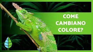 Perché i CAMALEONTI CAMBIANO COLORE 🦎 Come fanno [upl. by Neerol96]